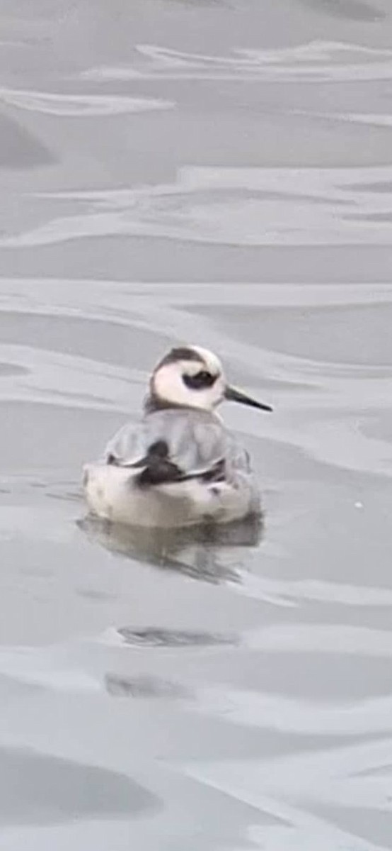 Red Phalarope - ML645847831
