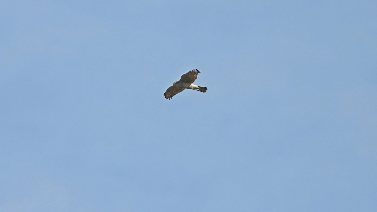 Яструб великий - ML645847836