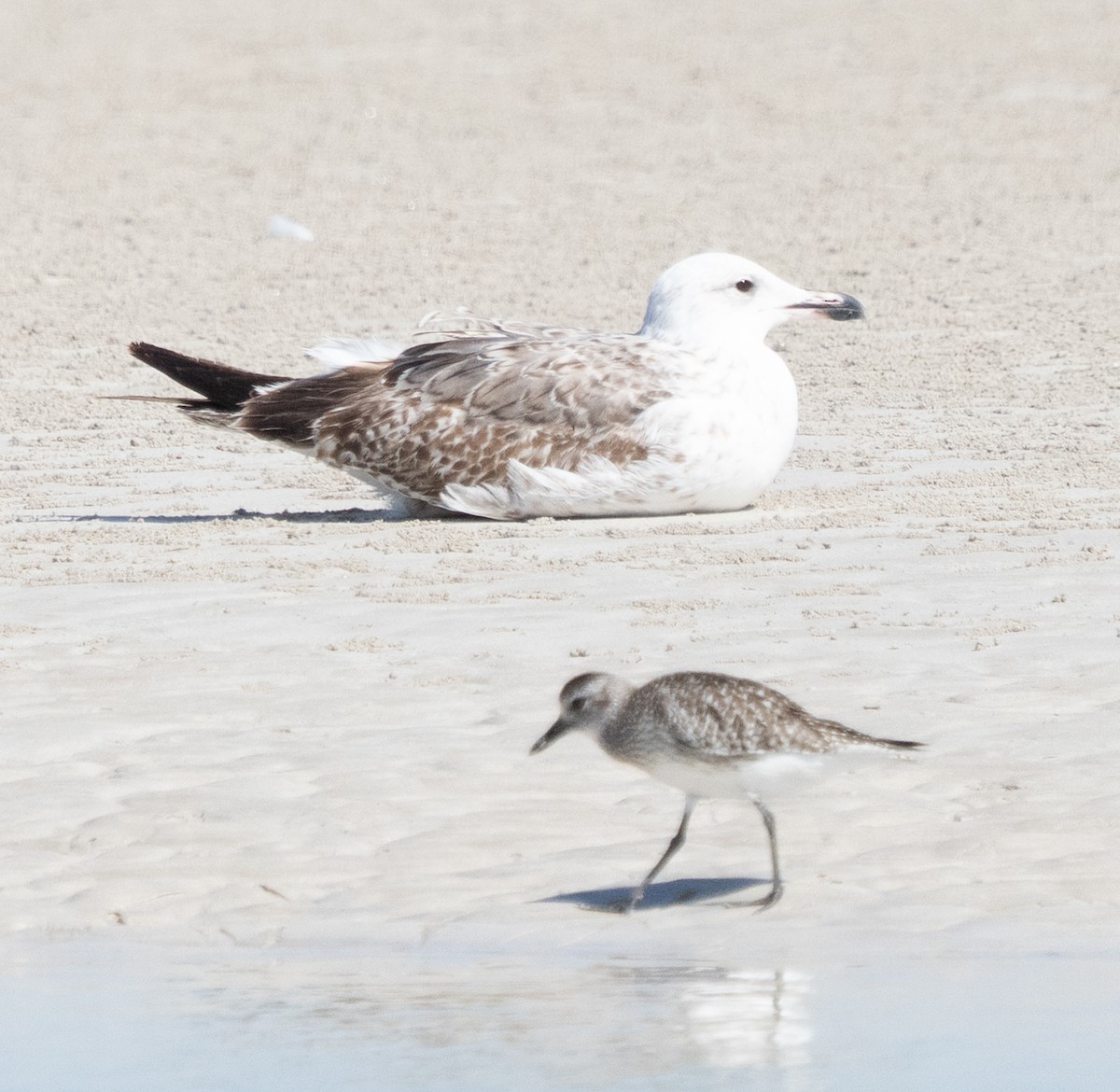 Zafferano - ML645847839