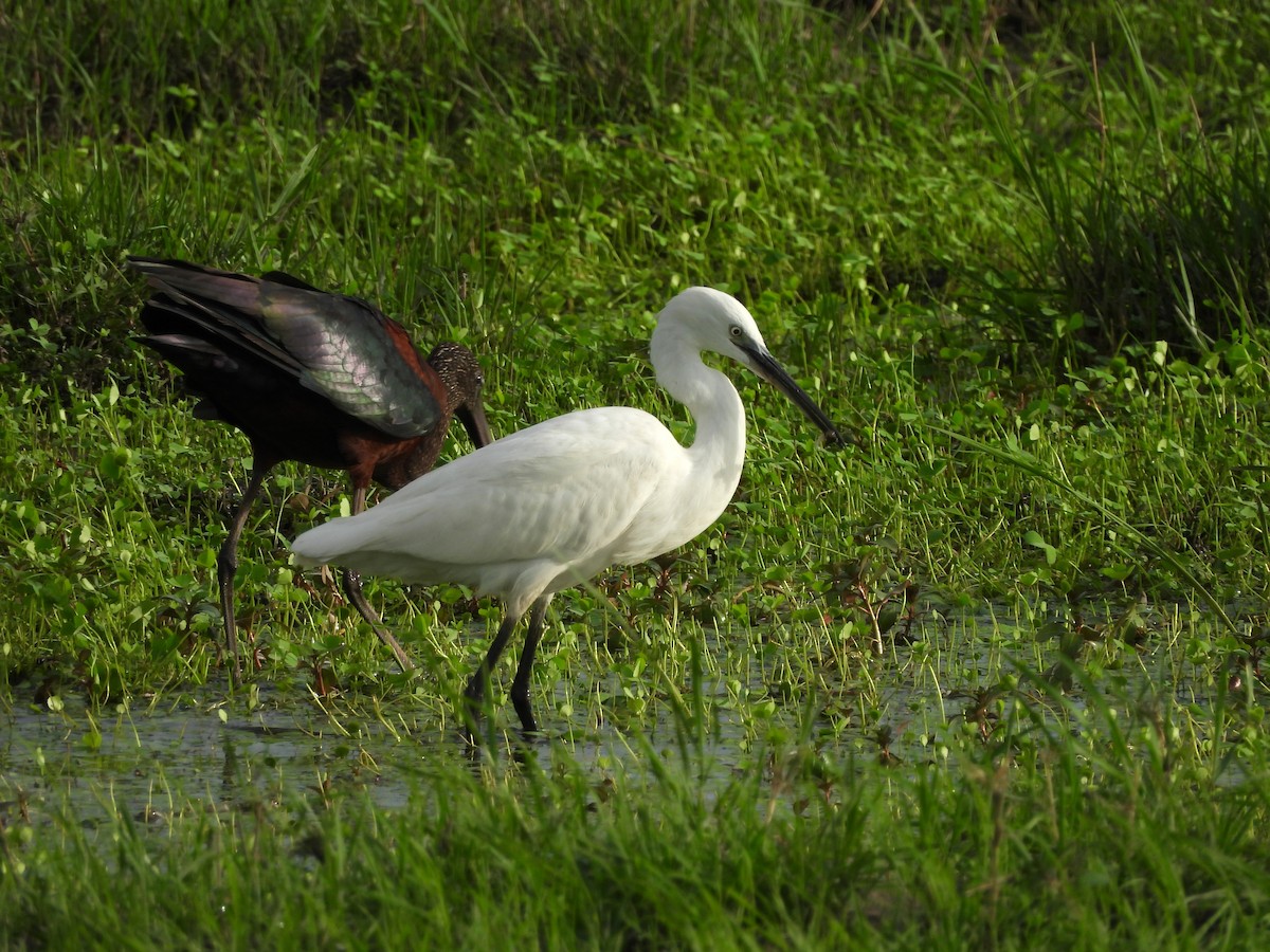 Aigrette garzette - ML645847841