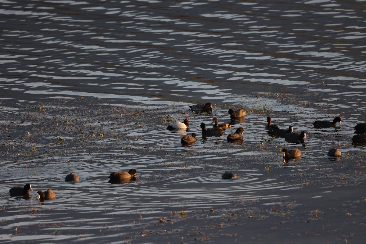 Tufted Duck - ML645847842