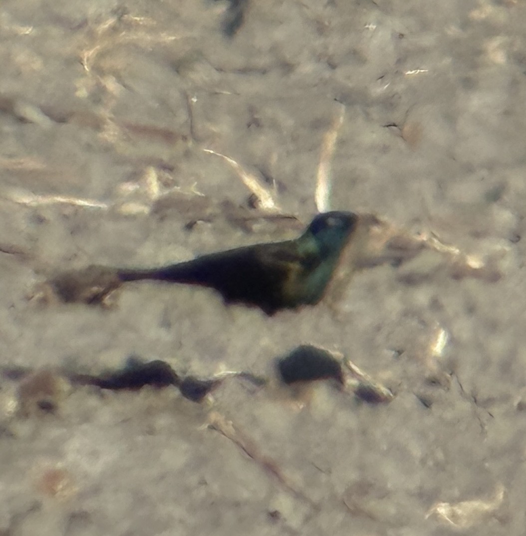 Common Grackle - ML645847848