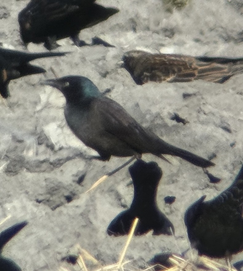 Common Grackle - ML645847849