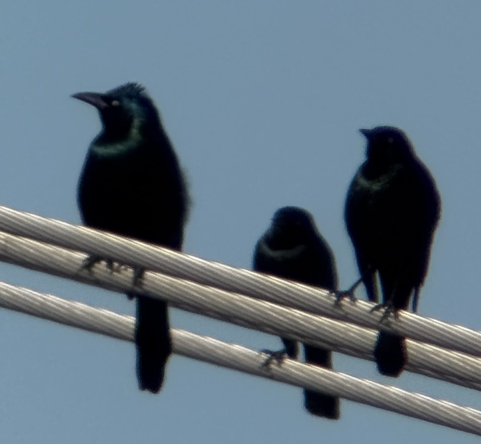 Common Grackle - ML645847850