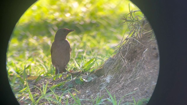 Soluk Göğüslü Ardıç - ML645847851