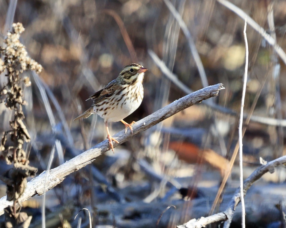 Savannah Sparrow - ML645847858