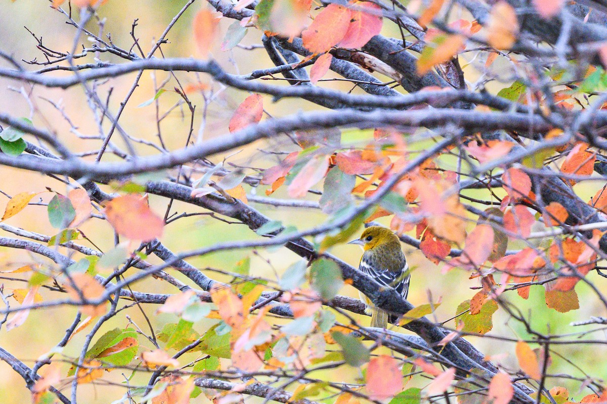 Балтиморский трупиал - ML645847859