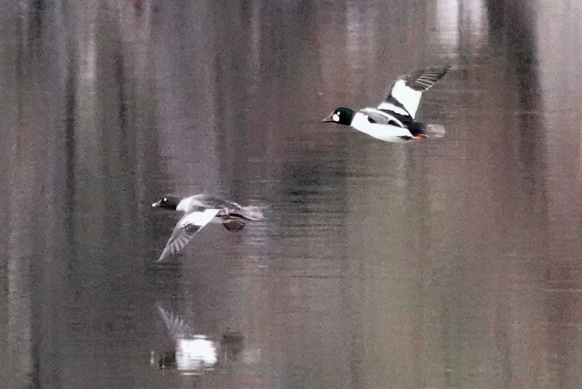 Common Goldeneye - ML645847867