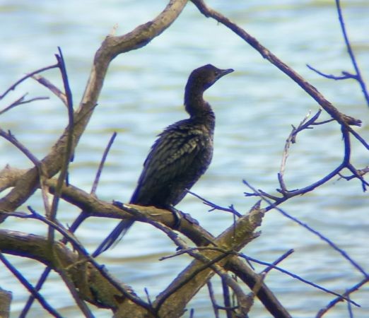 Pygmy Cormorant - ML645847870