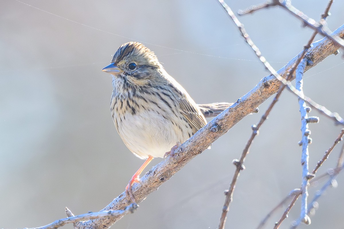 Lincoln's Sparrow - ML645847876