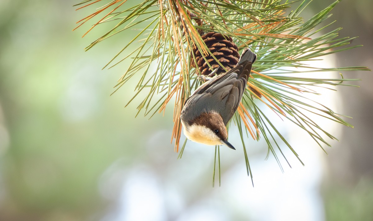 Sittelle à tête brune - ML645847880