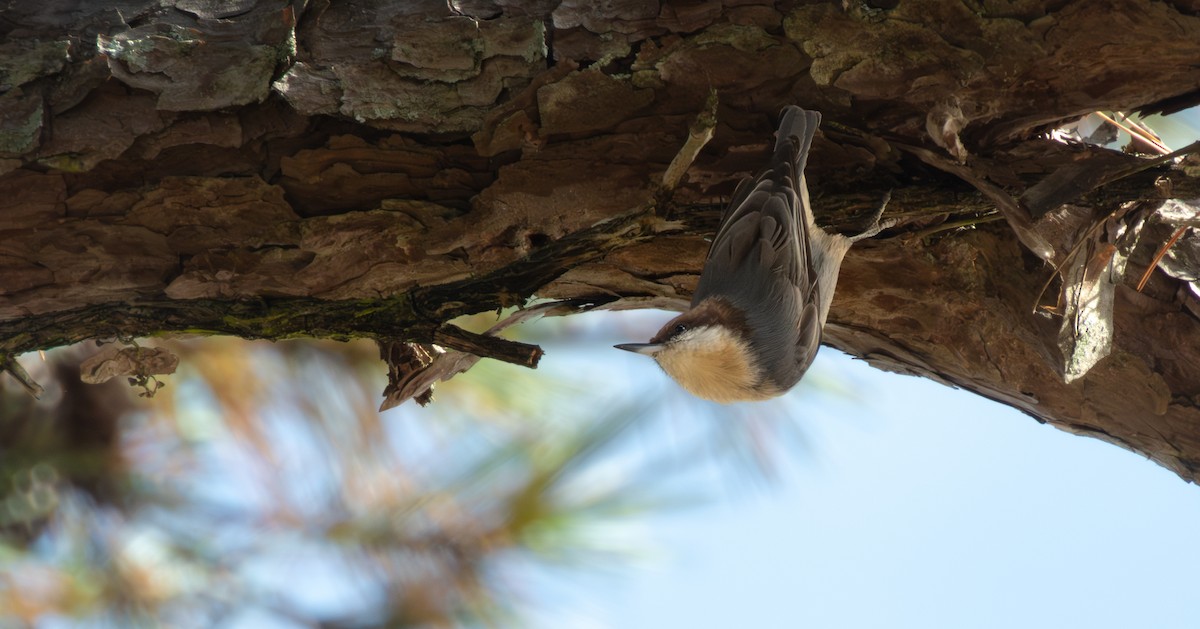 Sittelle à tête brune - ML645847882