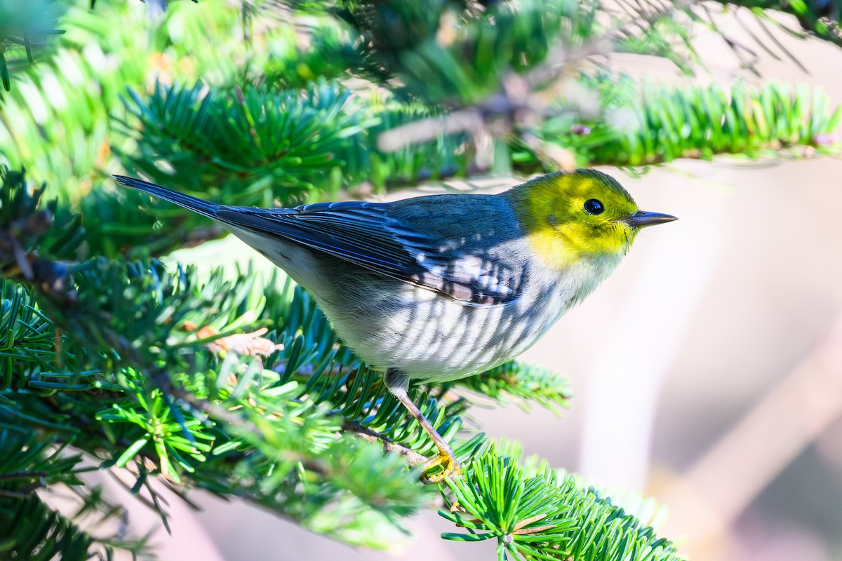 Paruline à tête jaune - ML645847883