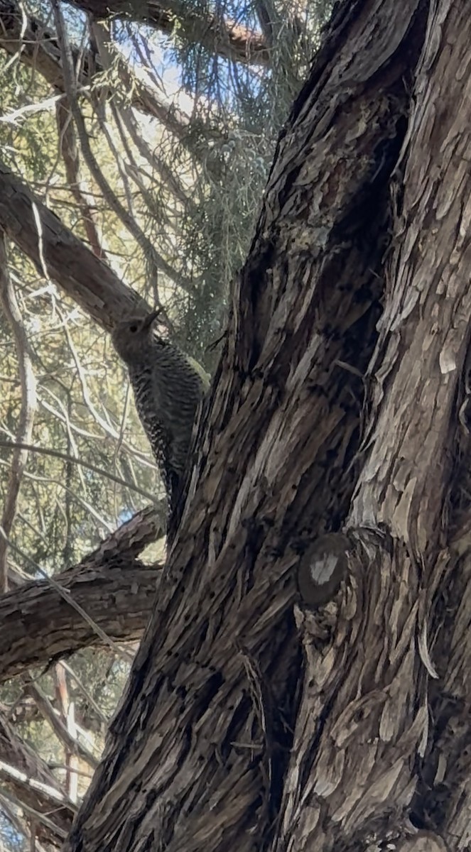 Williamson's Sapsucker - ML645847884