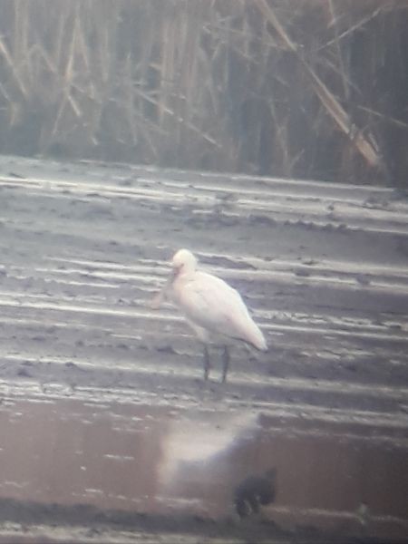 Eurasian Spoonbill - ML645847899
