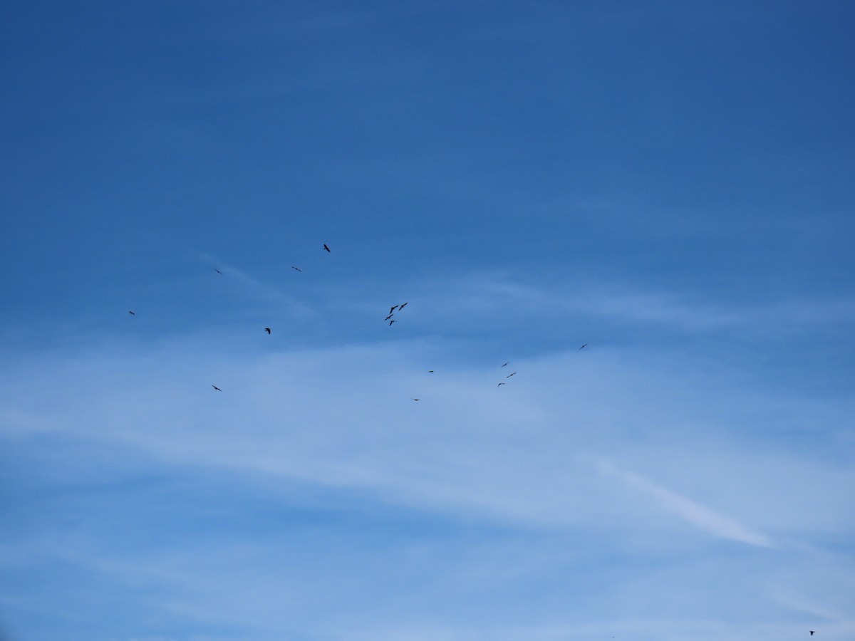 Common Raven - ML645847900