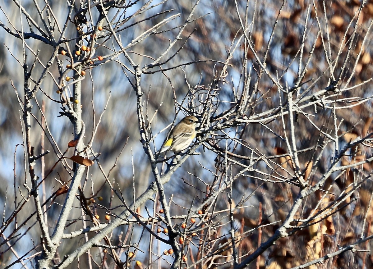 Yellow-rumped Warbler - ML645847902