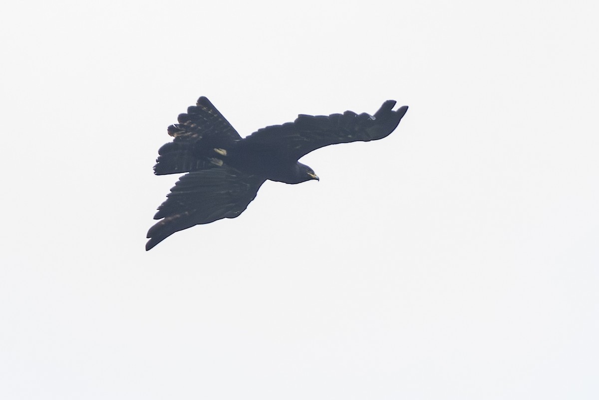 林鵰 - ML645847904