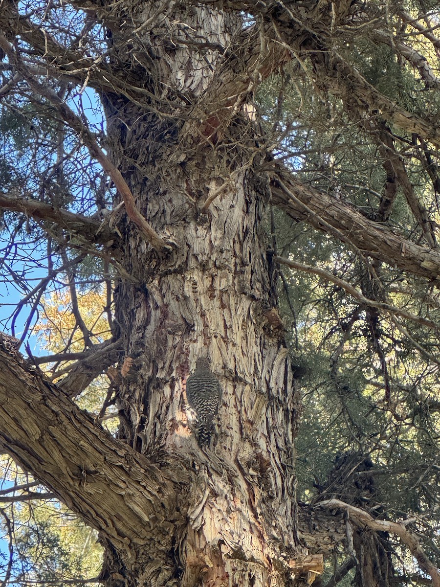 Williamson's Sapsucker - ML645847906