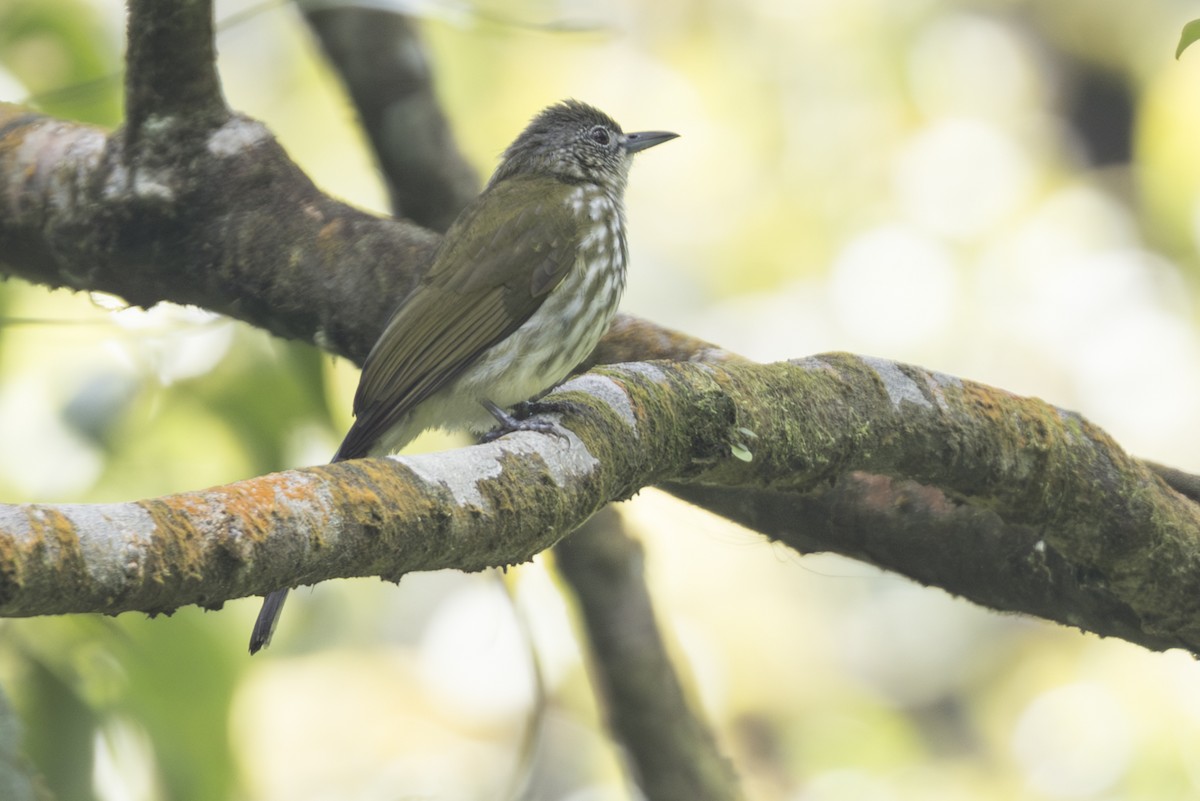 Javan Bulbul - ML645847908