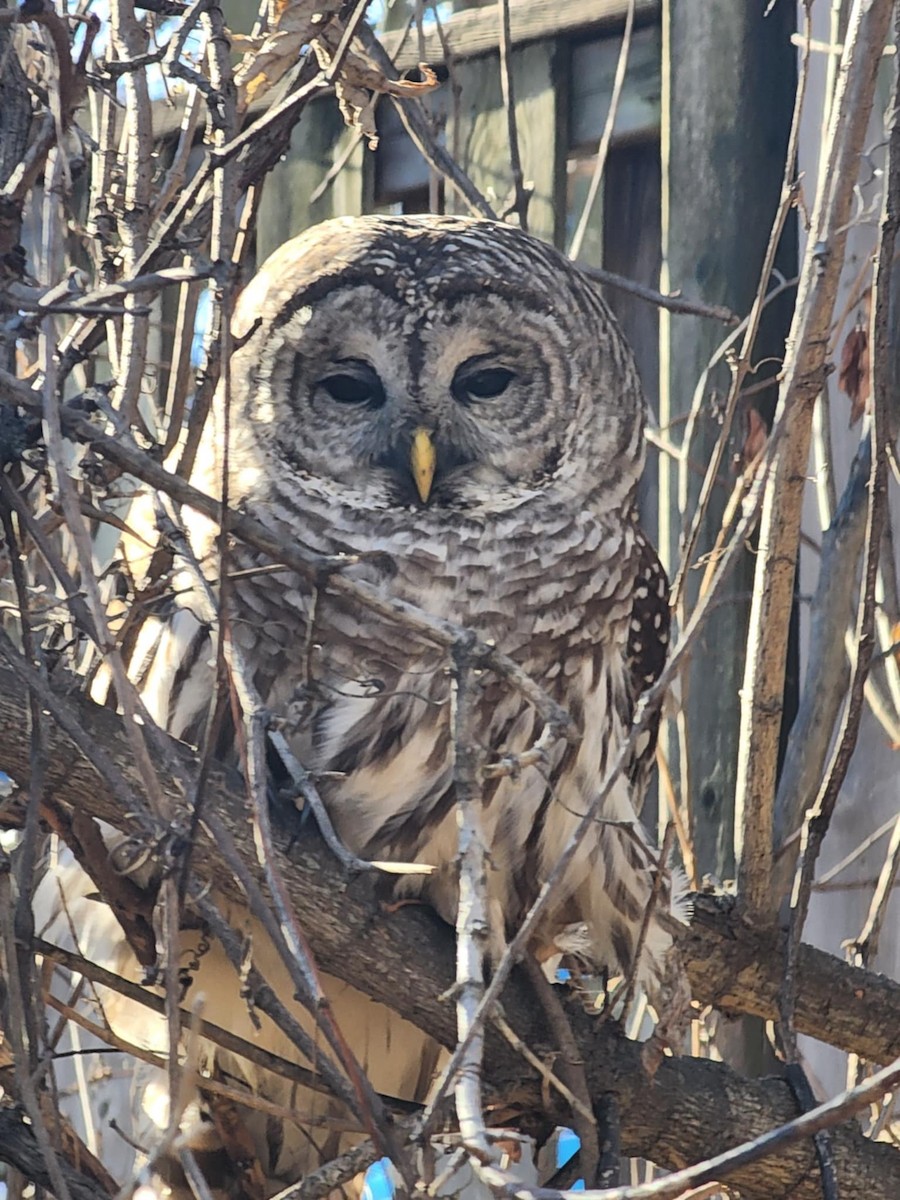 Cárabo Norteamericano - ML645847909