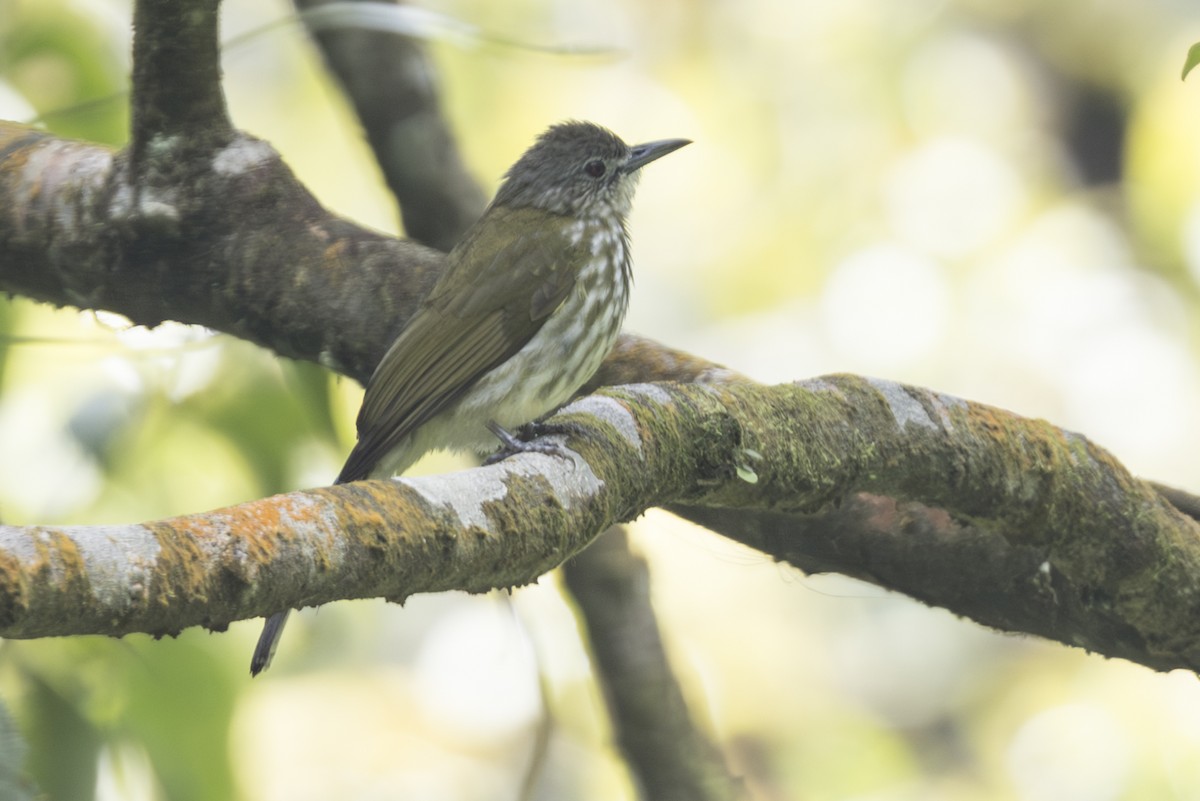 Javan Bulbul - ML645847910