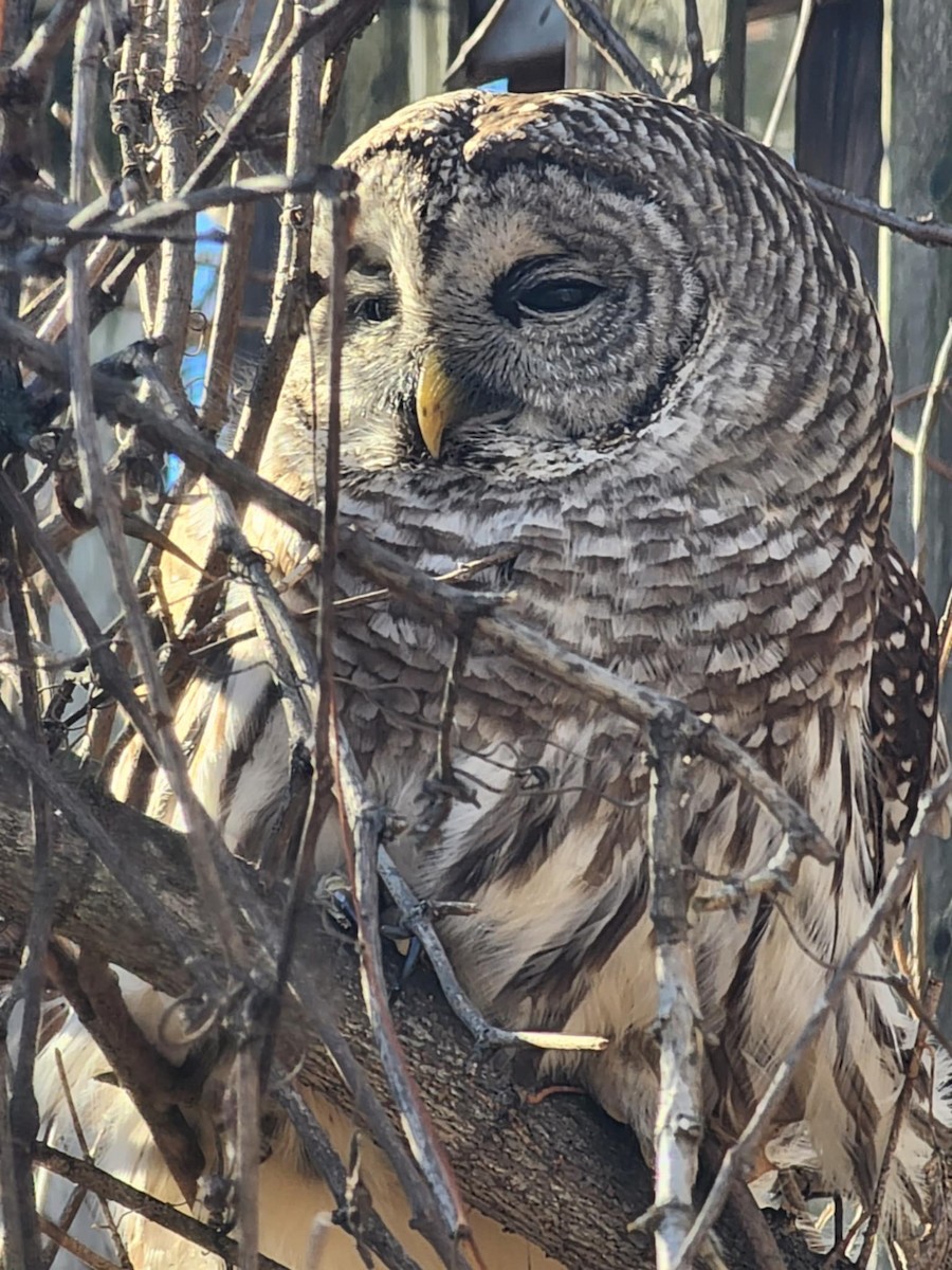 Cárabo Norteamericano - ML645847911