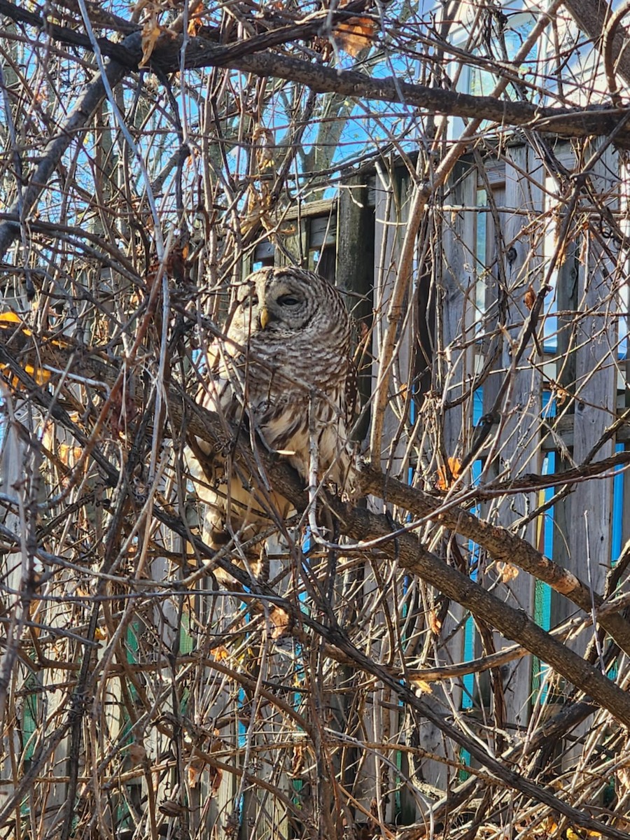 Cárabo Norteamericano - ML645847912