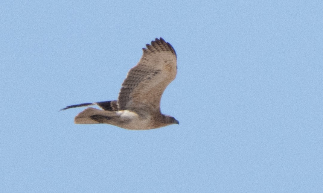 Águila Perdicera - ML645847913