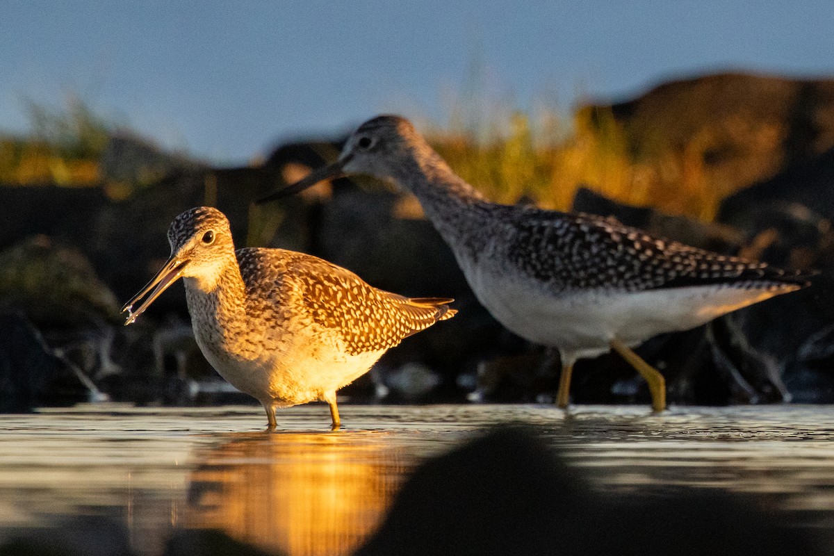 Archibebe Patigualdo Chico - ML645847914