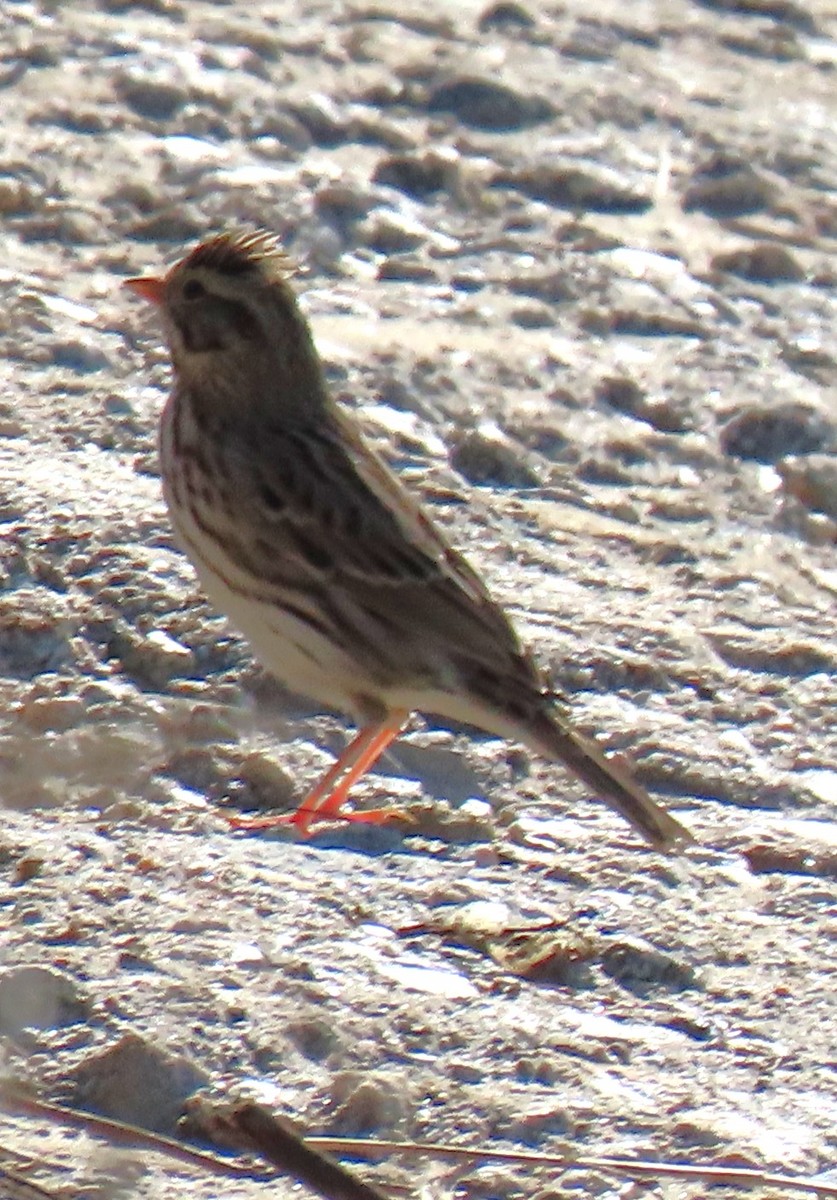 Camachuelo Mexicano/Purpúreo - ML645847916