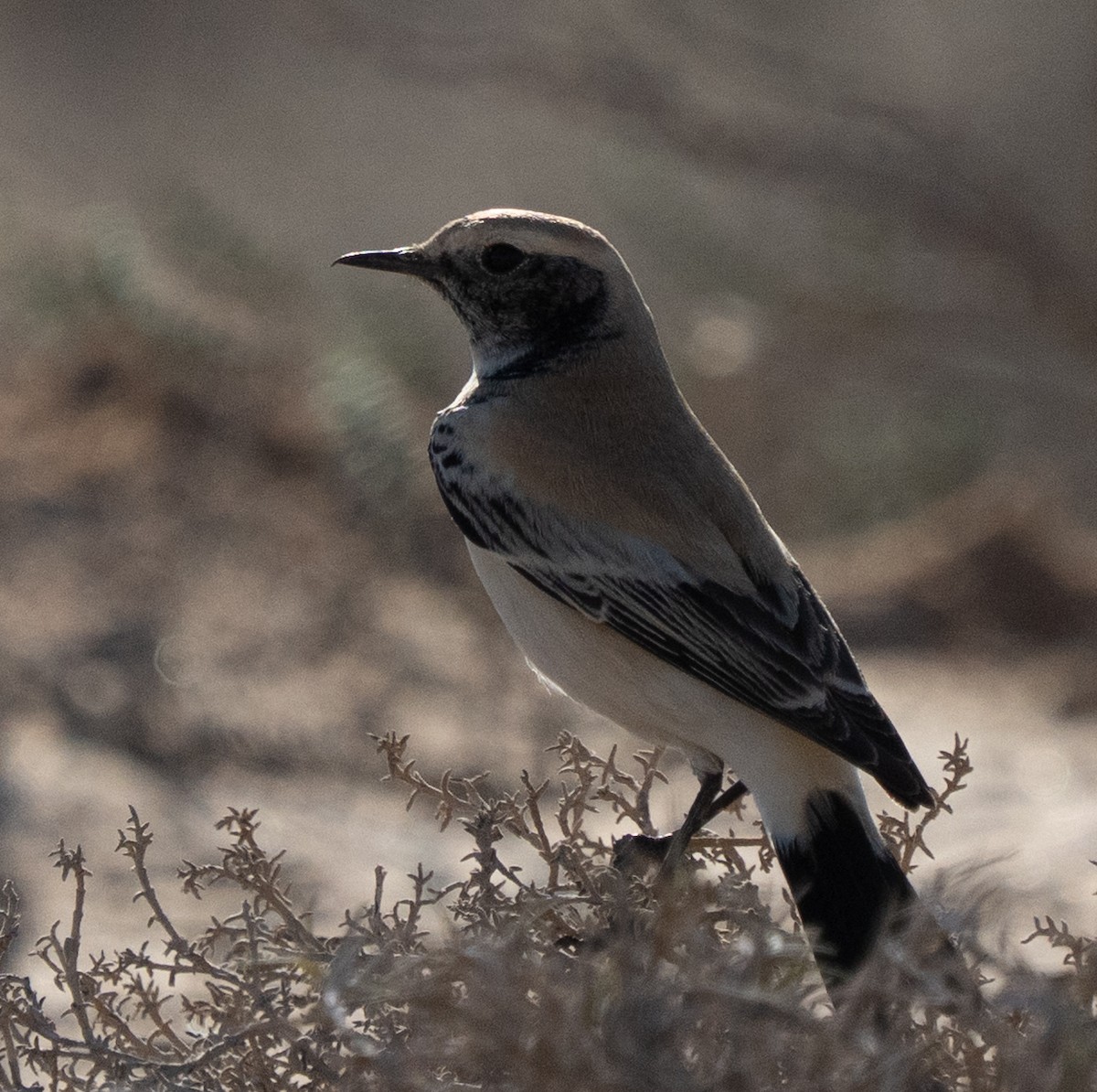 Collalba Desértica - ML645847927