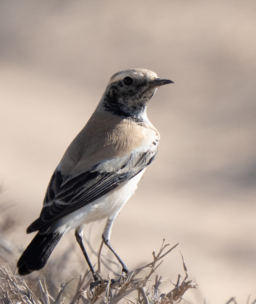 Collalba Desértica - ML645847928
