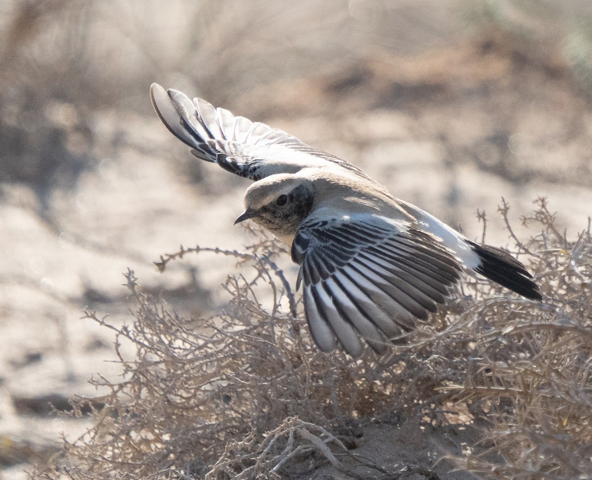 Collalba Desértica - ML645847930