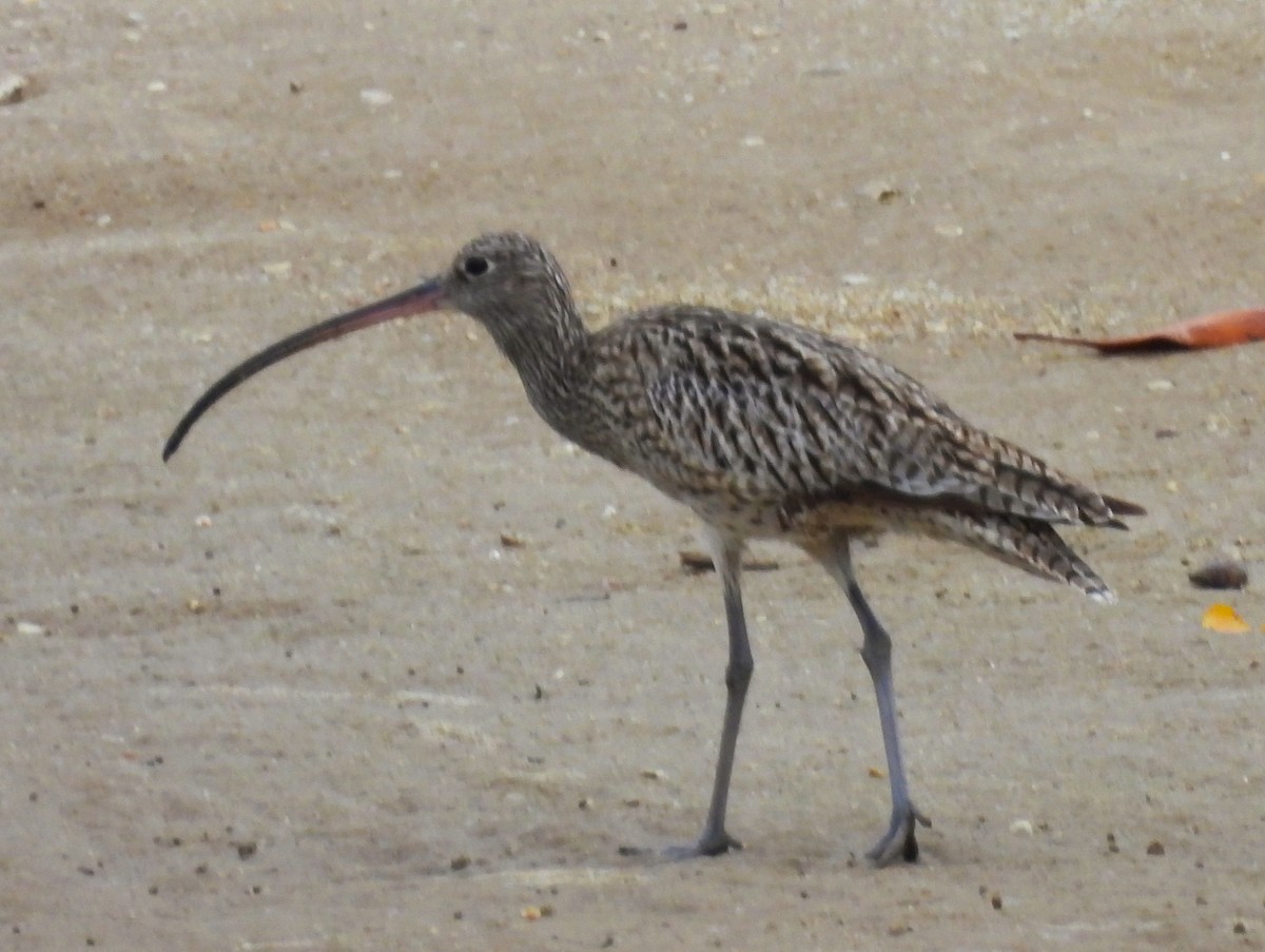 Zarapito Siberiano - ML645847934