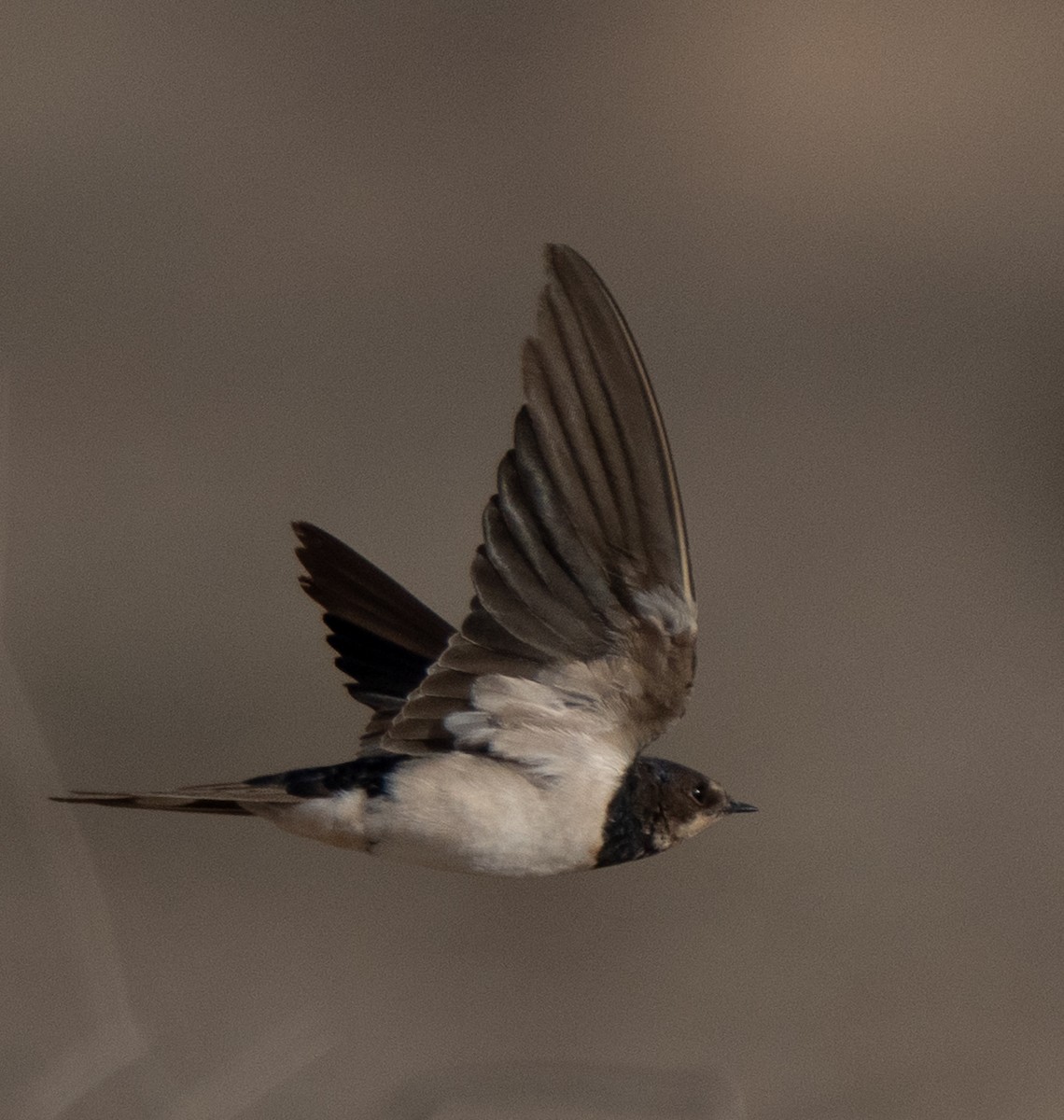 Golondrina Común - ML645847938