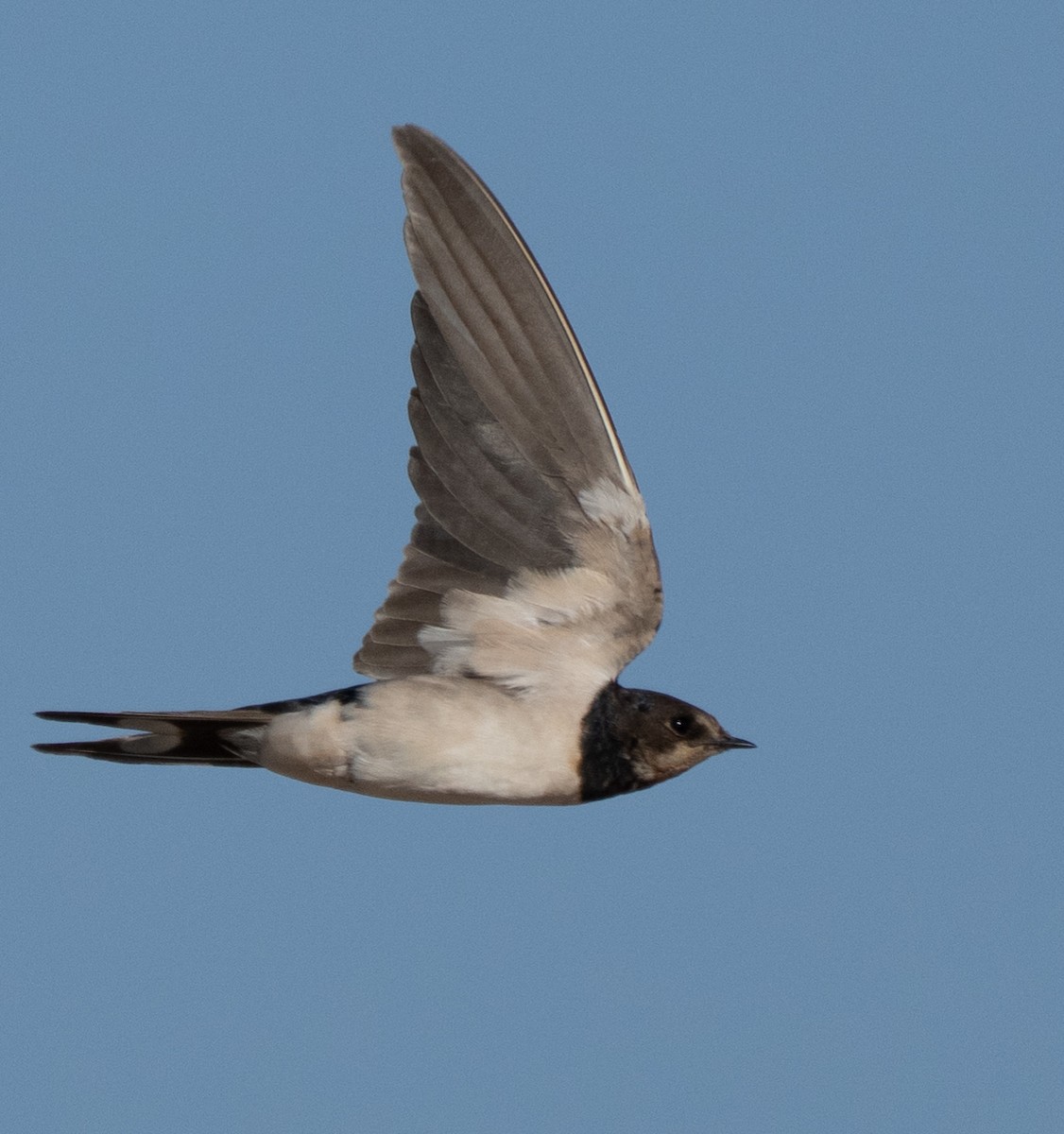 Golondrina Común - ML645847940
