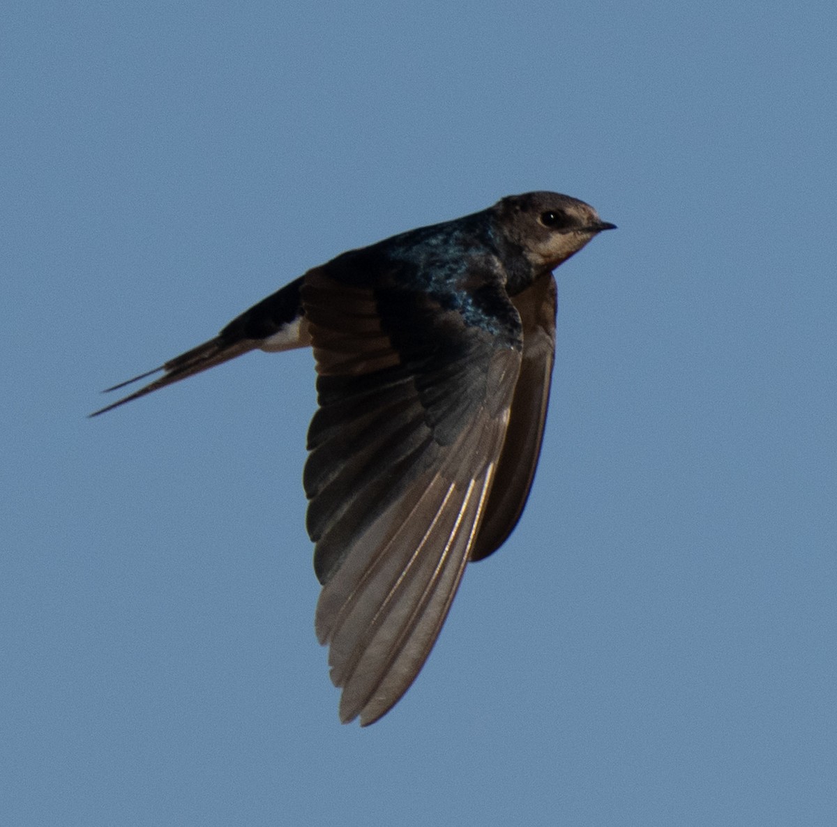 Golondrina Común - ML645847941