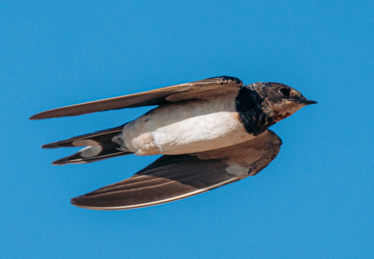 Golondrina Común - ML645847942