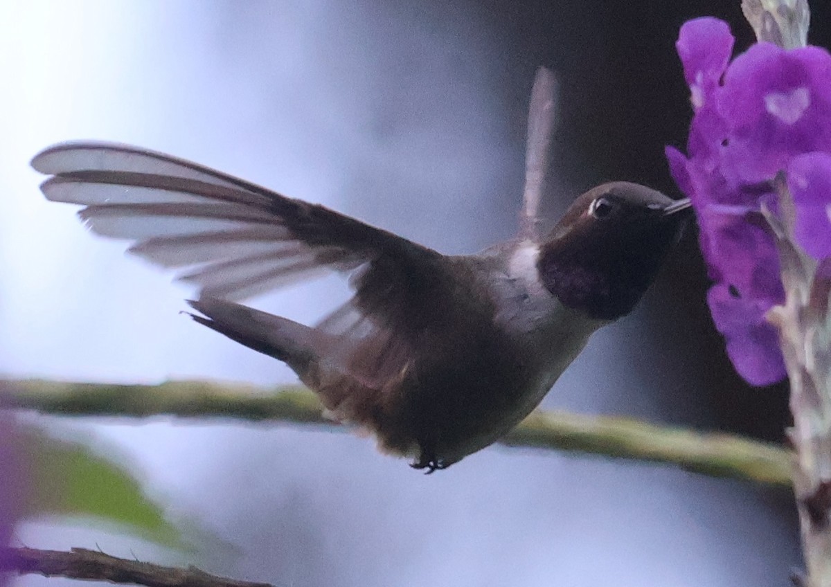 Colibrí Gorjinegro - ML645847943
