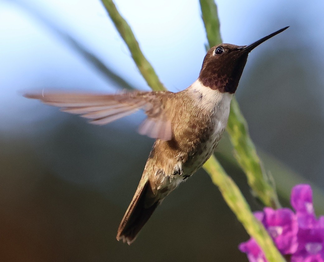 Colibrí Gorjinegro - ML645847944