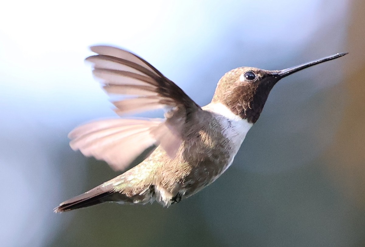 Colibrí Gorjinegro - ML645847945