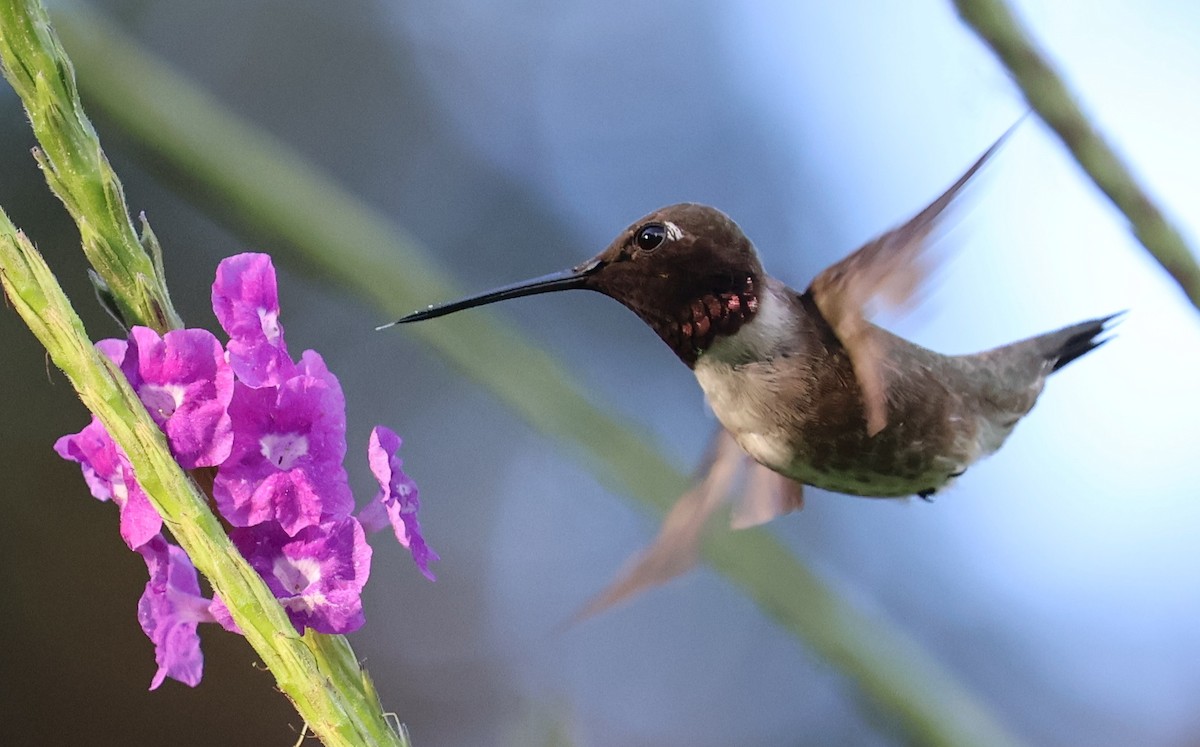 Colibrí Gorjinegro - ML645847946