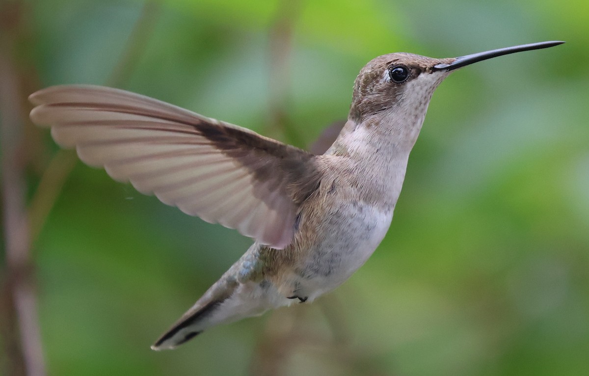 Colibrí Gorjinegro - ML645847947