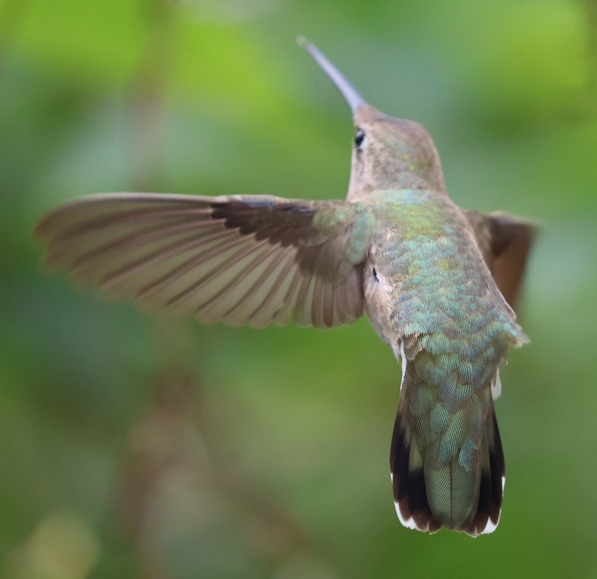 Colibrí Gorjinegro - ML645847948