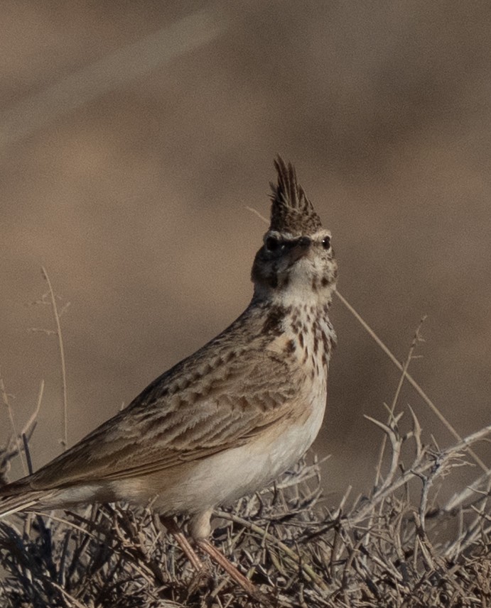 Cogujada Común - ML645847949