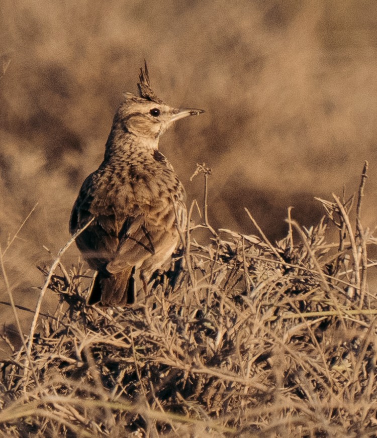 Cogujada Común - ML645847951