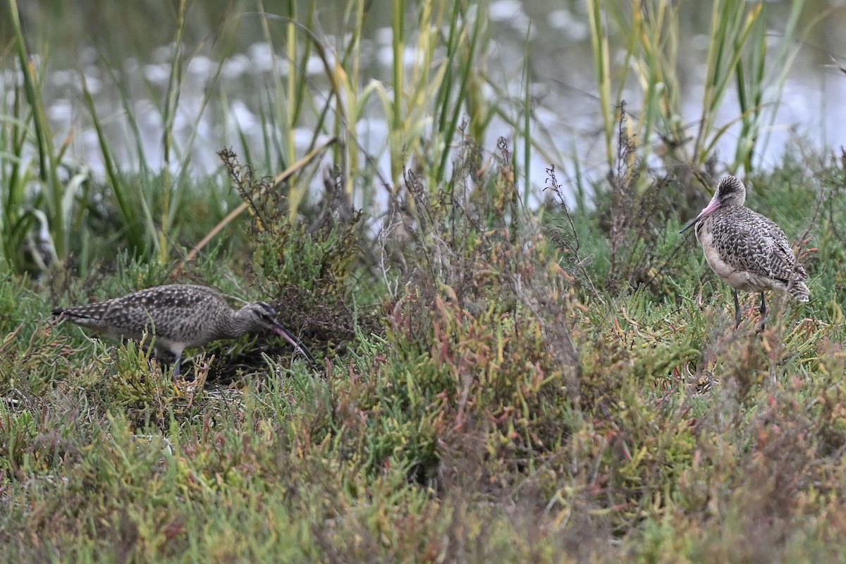 Aguja Canela - ML645847952