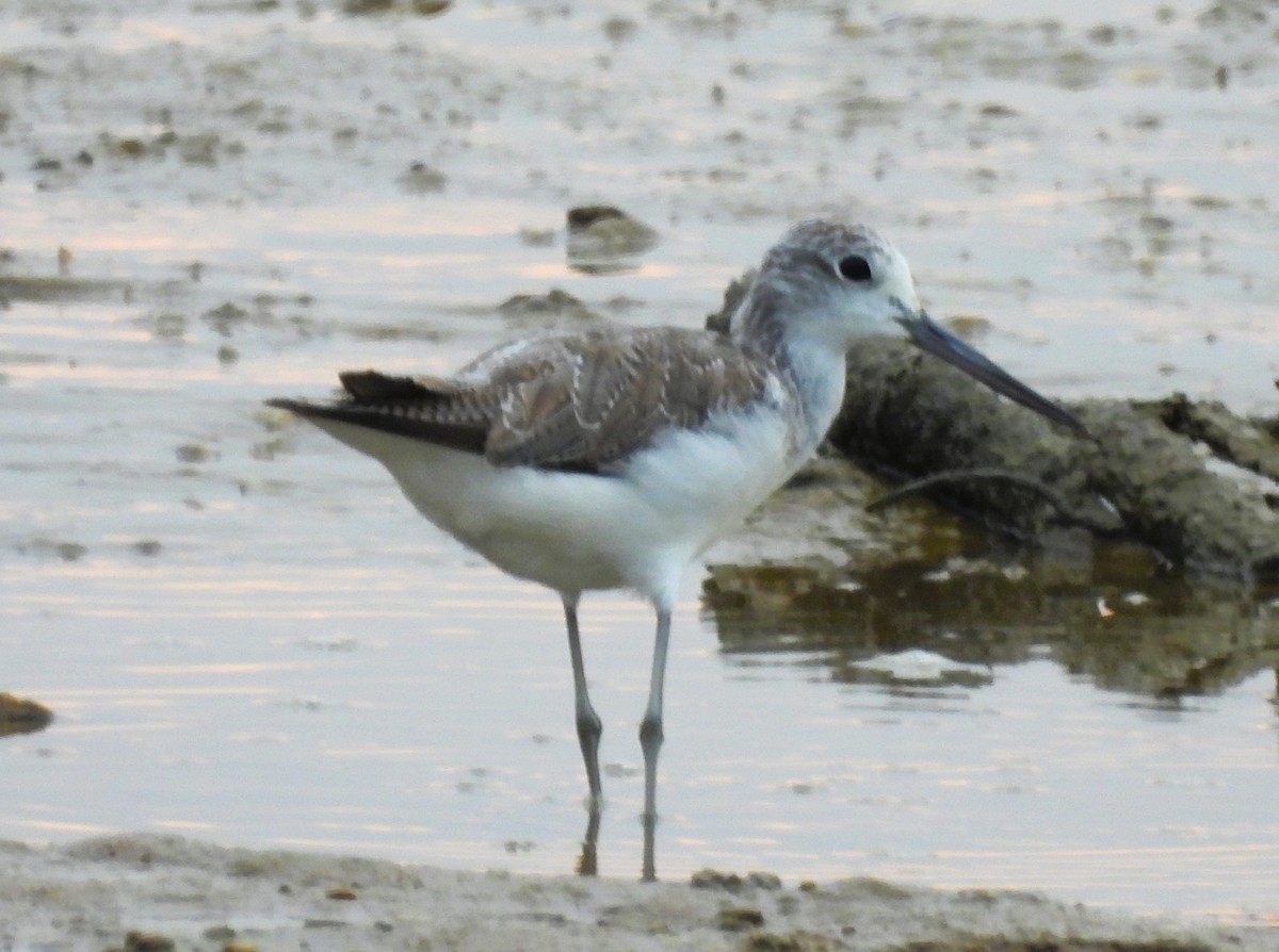 Archibebe Claro - ML645847954