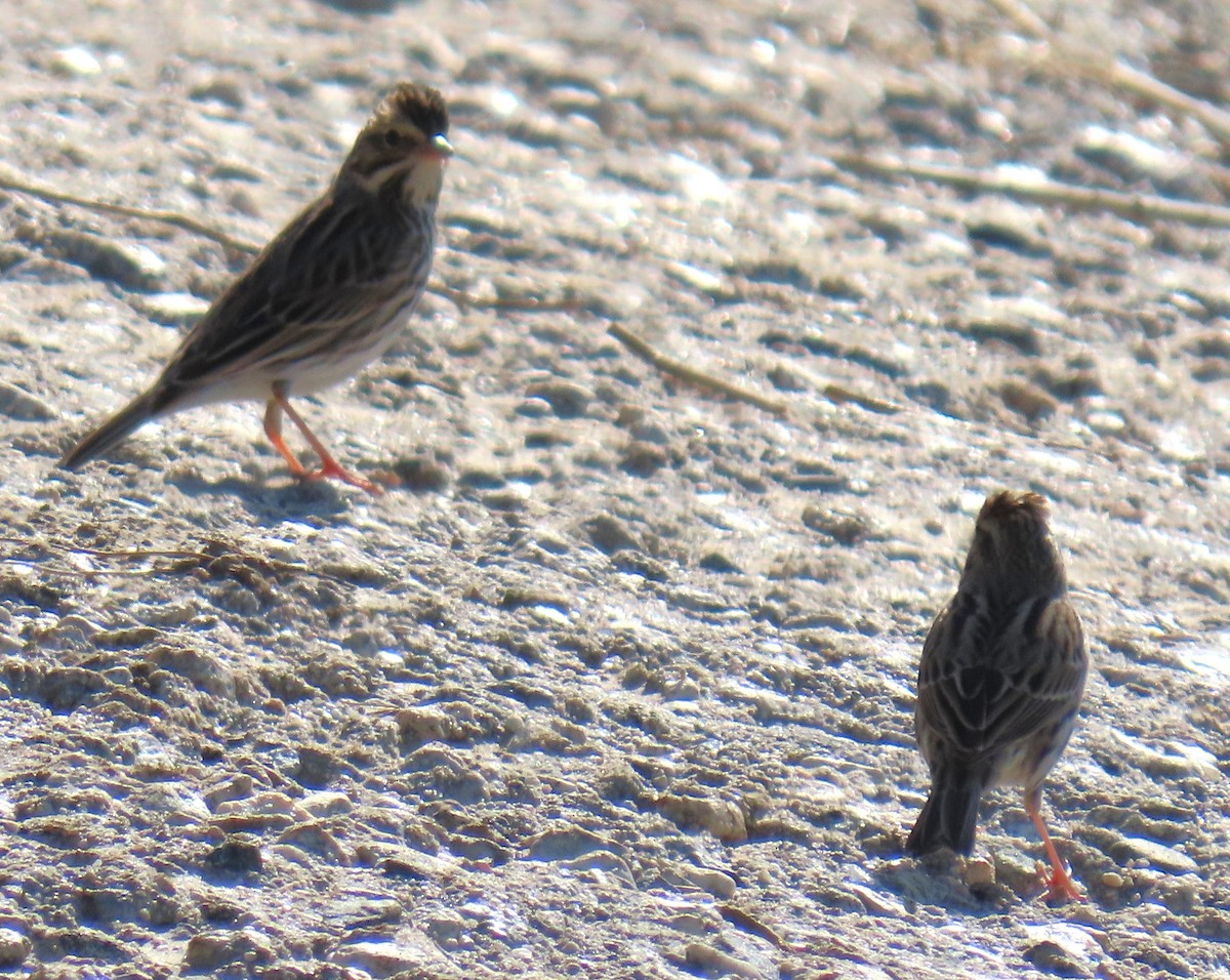 Camachuelo Mexicano/Purpúreo - ML645847955